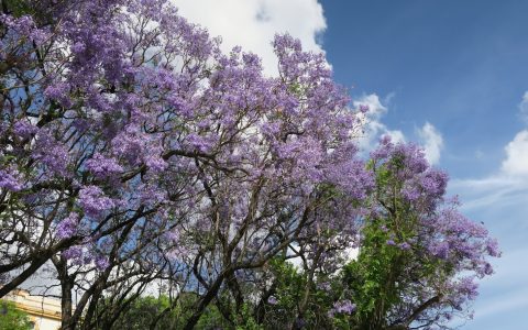 Sevilla Trees